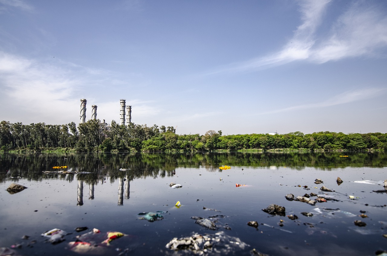 The Impact of Single-Use Plastics on Marine Life